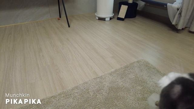 낚시 놀이하는 귀여운 먼치킨 고양이