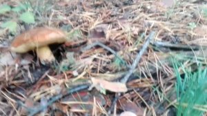 ГРИБНАЯ разведка - ВОРОНЕЖ !!! НЕ ОЖИДАЛ !!!  Поляна РЫЖИКОВ. Гриб ПЕЧЁНОЧНИК = ТЁЩИН Язык