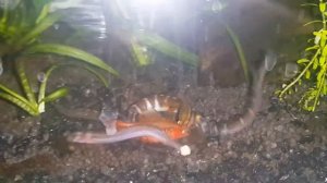 Акантофтальмус кюля, ночь