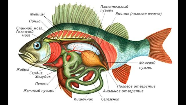 § 18 Внутреннее строение рыб смотреть онлайн