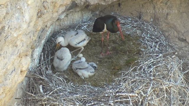 Black Stork (Ciconia nigra) nest, Armenia смотреть онлайн