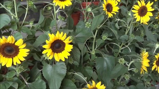 Гонконг, Цветочный Рынок, Коулун