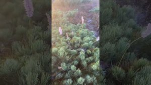 Восхождение гора Облачная и Снежная. Одни из высочайших вершин Приморского края!