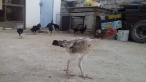 Бойцовые петухи г Актау