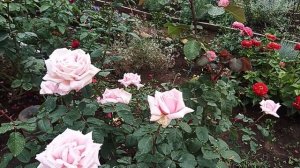 Фредерик Мистраль 23 сентября