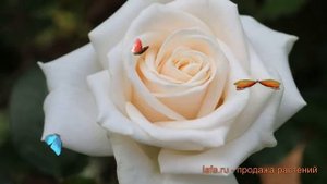 Роза чайно-гибридная Вендела ? чайно-гибридная роза Вендела обзор: как сажать, саженцы розы Вендела