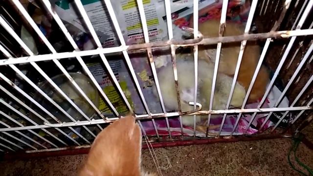 Каких цыплят подсадим черной курице? смотреть онлайн