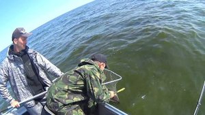Рыбалка  , Рыбинское Водохранилище , Ловля на  Джиг Судака , Щуки