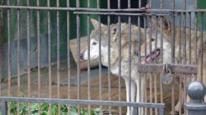 Деревенский мальчишка освободил волков из клеток, не представляя себе, что сделают хищники