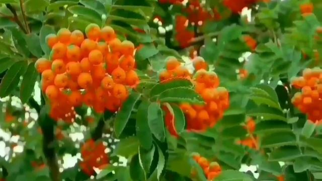 БАЙКОТ ВОНЮЧКАМ! ПИРАТСКАЯ ЖИЗНЬ. ОБЗОР.