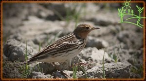 Голоса птиц Как поёт Конёк краснозобый (Anthus cervinus).mp4