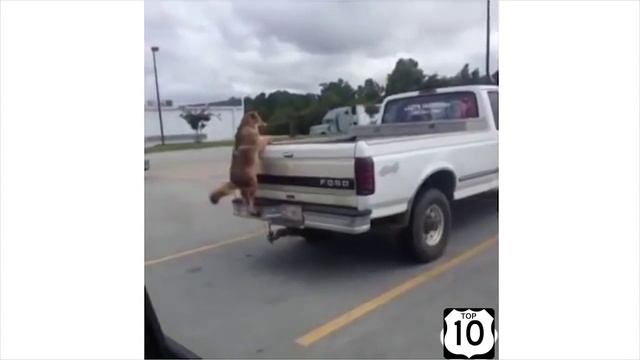 Приколы с собаками смотреть онлайн