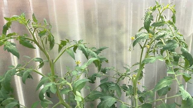 ОБЯЗАТЕЛЬНАЯ ФОРМИРОВКА ВЫСОКОРОСЛЫХ ТОМАТОВ. Удалять ли нижние листья? Какие пасынки удалять? смотреть онлайн