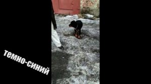 Щенки Ротвейлера Мираны немного подросли