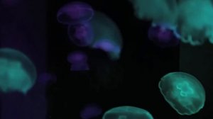 НЕВЕРОЯТНЫЙ ПРОЦЕСС БИОЛЮМИНЕСЦЕНЦИИ