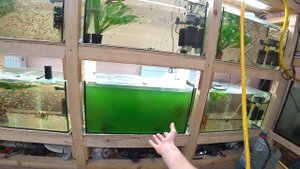 Позеленела вода в аквариуме