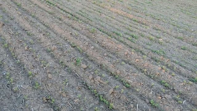 Выращивание чечевицы смотреть онлайн