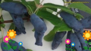 Жимолость съедобная Сибирячка. Краткий обзор, описание характеристик lonicera edulis