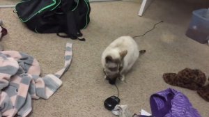 Таких мышей ловят коты айтишников