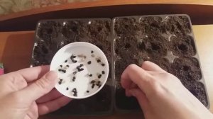 Ипомея. Как и когда сажать на рассаду