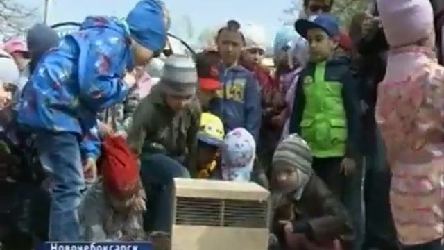 В Ельниковской роще в Новочебоксарске появились алтайские белки смотреть онлайн