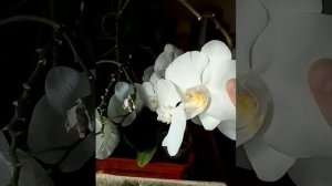 Как получить семена орхидей?