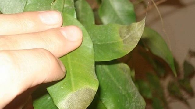 Как ухаживать за фикусом бенджамина в горшке в домашних условиях смотреть онлайн