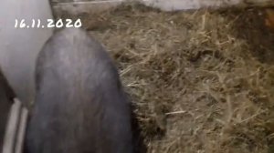 Когда ждать опорос? //Признаки опороса ? Дуся - кармал.