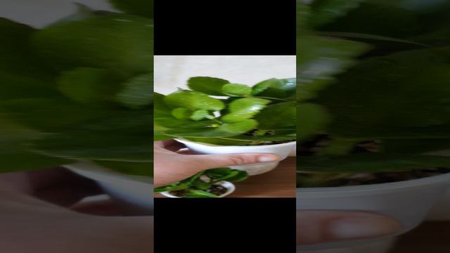 Каланхоэ