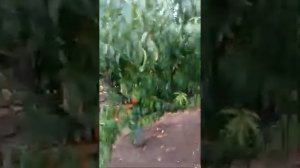 VID 20200512 WA0005 Крым Дача Фруктовые деревья Плодовые деревья и кустарники Садоводы Крыма