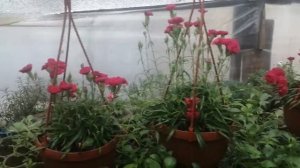 Гвоздика ампельная? в марте? активное цветение?