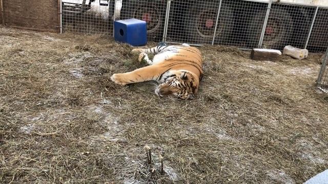 Валерьянка для Тигров) смотреть онлайн