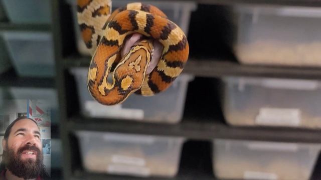 My Snake Collection 2022: Feeding Edition смотреть онлайн