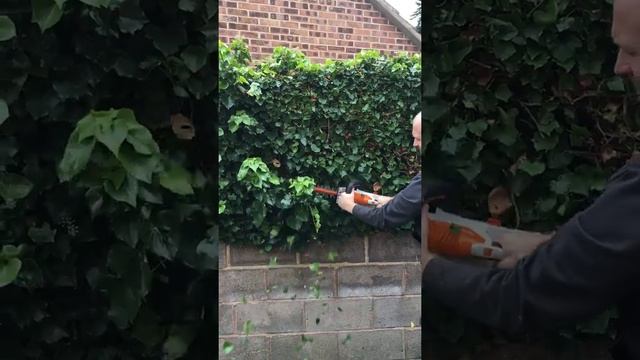 STIHL HSA 45 Cordless Hedgetrimmer Demonstration