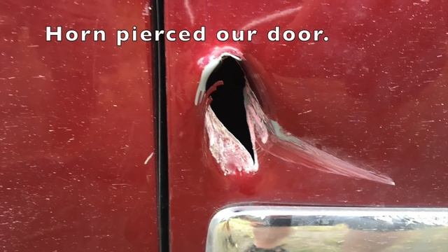 Yellowstone Bison Gores Suburban with 6 Kids смотреть онлайн