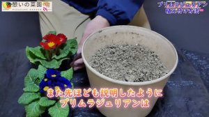 プリムラジュリアンで彩り豊かに！特徴や植え付け方法を解説します