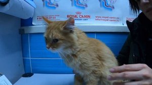 ВЗЯЛИ КОТЁНКА из ПРИЮТА приют для бездомных животных ВЕТЕРИНАРНАЯ КЛИНИКА реакция кошки на котенка