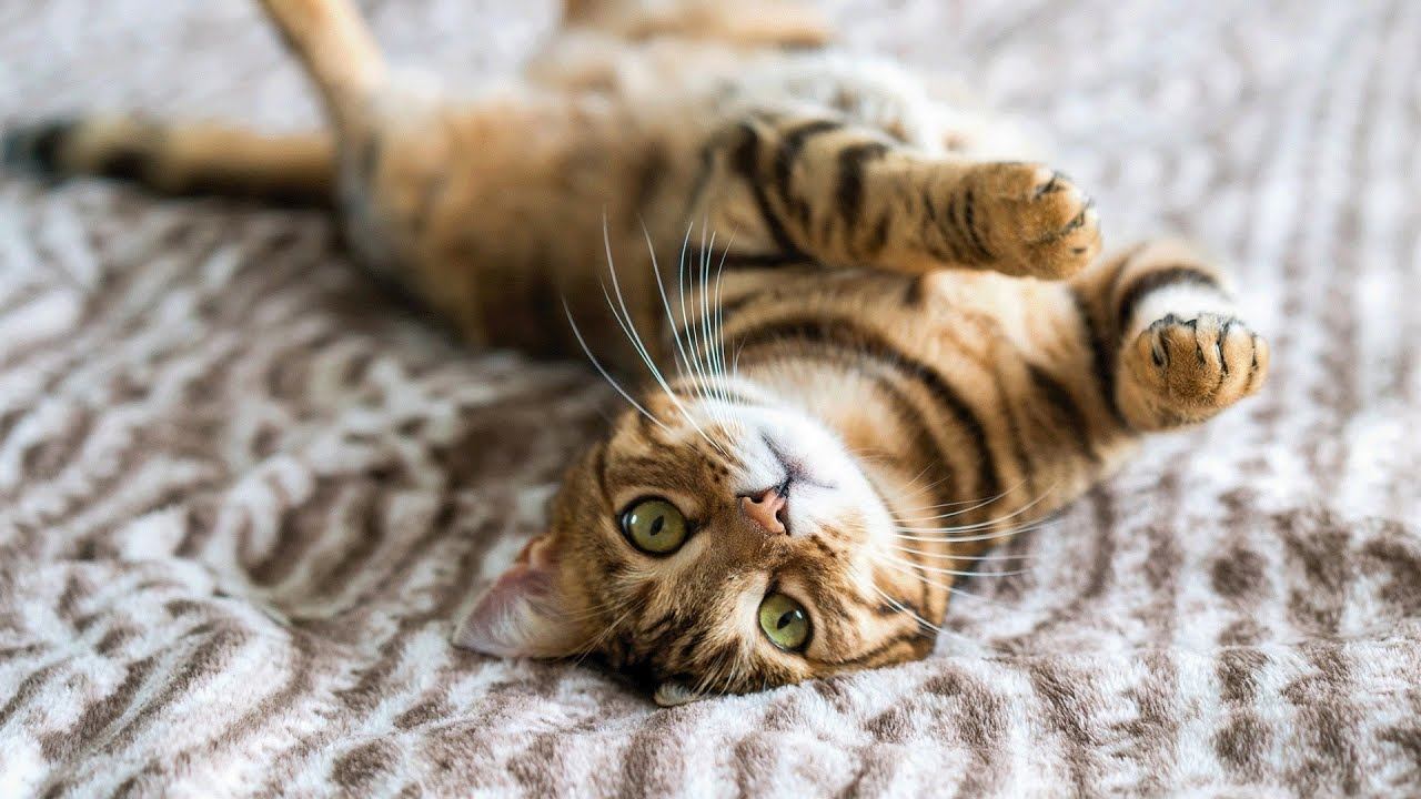 БЕНГАЛЬСКАЯ КОШКА: ДОМАШНИЙ ХИЩНИК