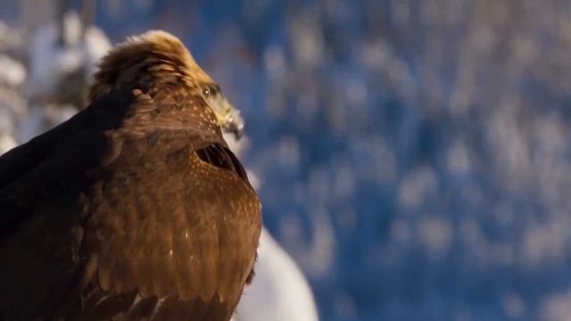 У Каких Животных Разум развит больше чем у Человека? смотреть онлайн