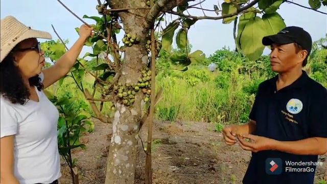 Philippine Fig Tree l Eating Edible Ficus Nota l Igus or Tibig смотреть онлайн