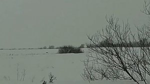 охота с манком на лисицу часть    2