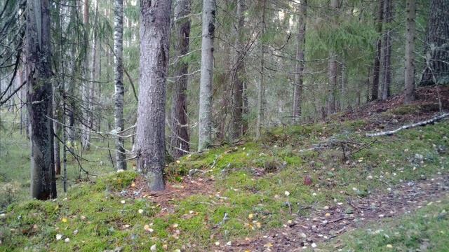 Обыкновенная белка лазит по стволам елей_ФГБУ Нижне-Свирский заповедник