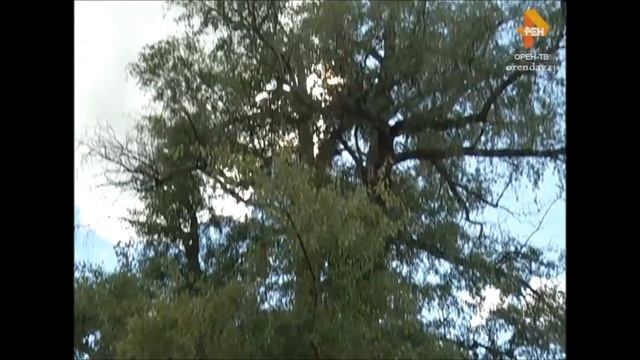 Оренбург:Оставьте Зауральную рощу в покое для истории Рождествин А А смотреть онлайн