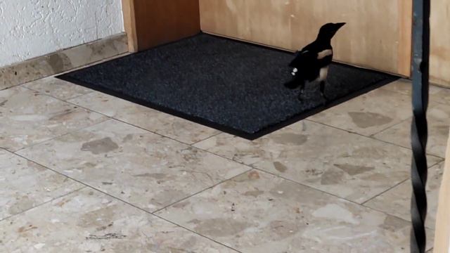 Удивительное рядом /пернатая гостья пожаловала / Германия