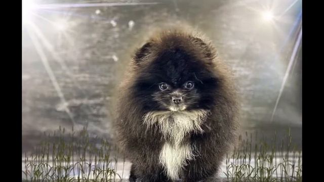 Шпиц Ада, щенок.