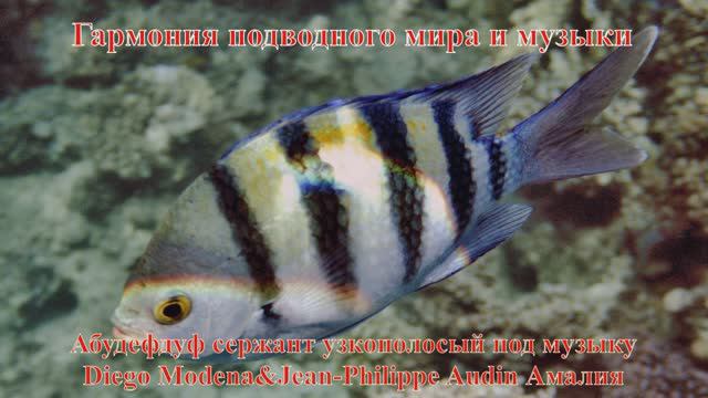 21.	Гармония подводного мира и музыки Абудефдуф сержант узкополосый под музыку Diego Modena Амелия