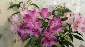 Цветочный бизнес. Альстромерия