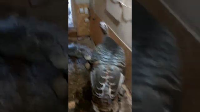 Индюки северокавказская бронза. смотреть онлайн