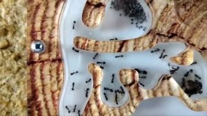 МУРАВЬИ ЖНЕЦЫ. МУРАВЬИНАЯ ФЕРМА