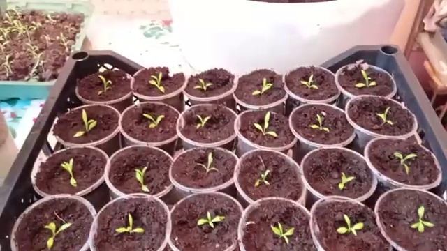 Флокс однолетний пикировка и другие цветочки. 09.01.23 смотреть онлайн